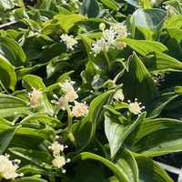 Maianthemum bifolium (dilatatum) subsp. kamtschati
